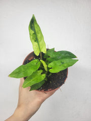 Alocasia Lauterbachiana Variegata