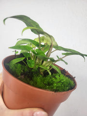 Alocasia Lauterbachiana Variegata