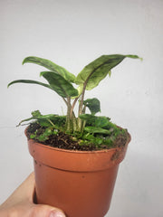Alocasia Lauterbachiana Variegata