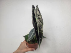 Alocasia Longiloba Purple