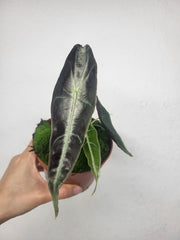 Alocasia Longiloba Purple