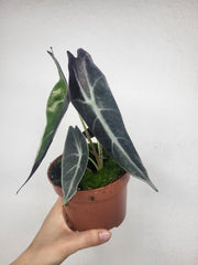 Alocasia Longiloba Purple