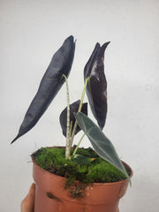 Alocasia Longiloba Purple