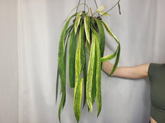 Anthurium Vittarifolium Variegata groß