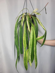 Anthurium Vittarifolium Variegata groß