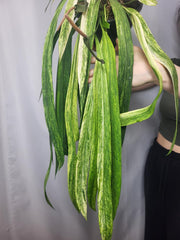 Anthurium Vittarifolium Variegata groß
