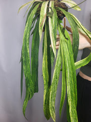 Anthurium Vittarifolium Variegata groß