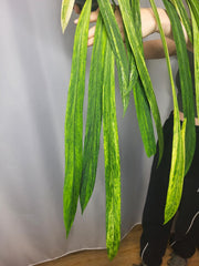 Anthurium Vittarifolium Variegata groß