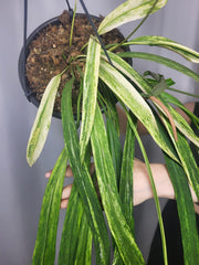 Anthurium Vittarifolium Variegata groß