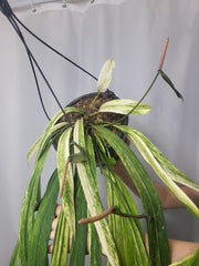Anthurium Vittarifolium Variegata groß