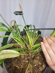 Anthurium Vittarifolium Variegata groß