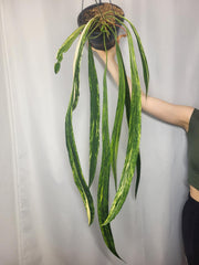 Anthurium Vittarifolium Variegata groß
