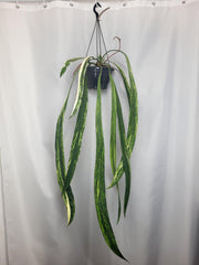 Anthurium Vittarifolium Variegata groß