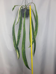 Anthurium Vittarifolium Variegata groß