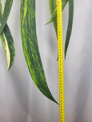 Anthurium Vittarifolium Variegata groß
