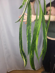 Anthurium Vittarifolium Variegata groß