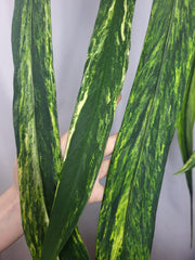 Anthurium Vittarifolium Variegata groß