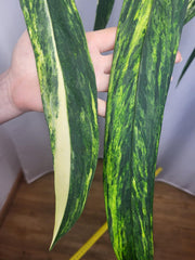 Anthurium Vittarifolium Variegata groß