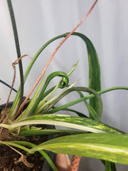 Anthurium Vittarifolium Variegata groß