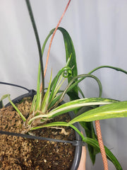 Anthurium Vittarifolium Variegata groß