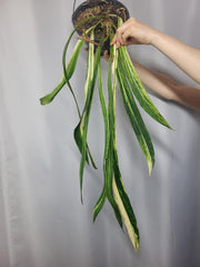 Anthurium Vittarifolium Variegata groß