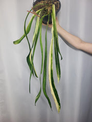 Anthurium Vittarifolium Variegata groß
