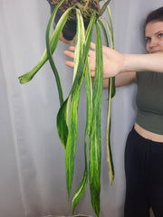 Anthurium Vittarifolium Variegata groß