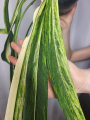 Anthurium Vittarifolium Variegata groß