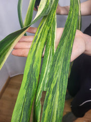 Anthurium Vittarifolium Variegata groß