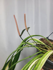 Anthurium Vittarifolium Variegata groß