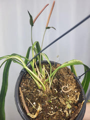 Anthurium Vittarifolium Variegata groß