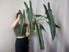 Philodendron Spiritus Sancti Adult