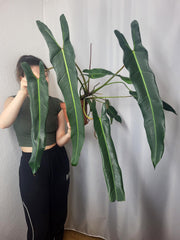 Philodendron Spiritus Sancti Adult