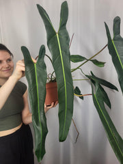 Philodendron Spiritus Sancti Adult