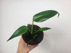 Monstera Burle Marx Flame