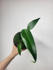 Monstera Burle Marx Flame