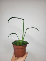 Monstera Burle Marx Flame