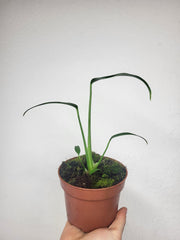 Monstera Burle Marx Flame