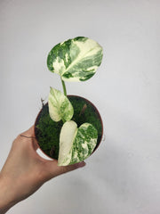 Monstera Thai Crème Brûlée