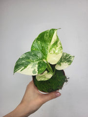 Monstera Thai Crème Brûlée