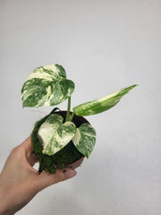 Monstera Thai Crème Brûlée