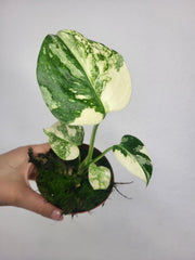 Monstera Thai Crème Brûlée