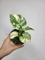 Monstera Thai Crème Brûlée