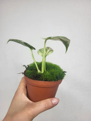 Monstera Thai Crème Brûlée
