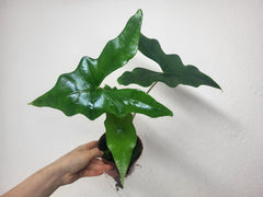 Alocasia Batwing