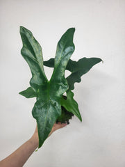 Alocasia Batwing