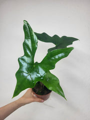 Alocasia Batwing