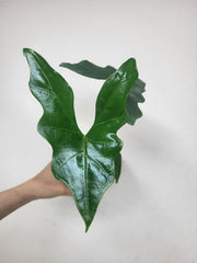 Alocasia Batwing