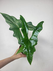 Alocasia Batwing