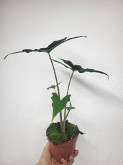 Alocasia Batwing